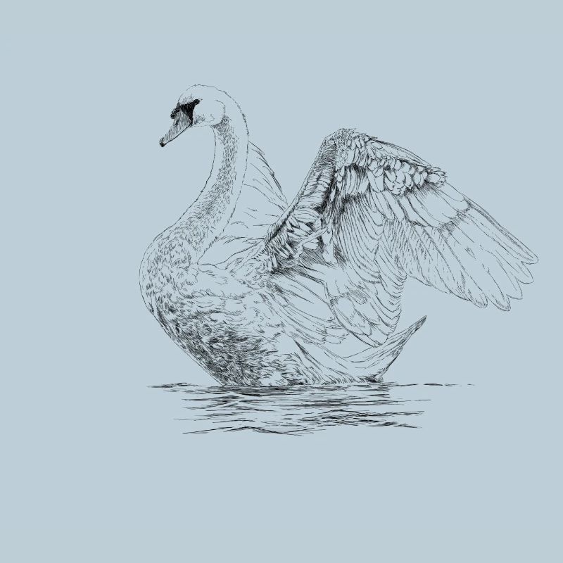 Swan
