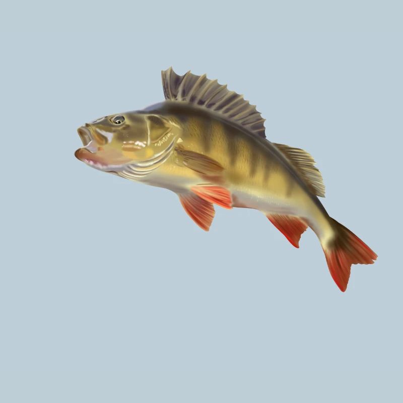 Perch