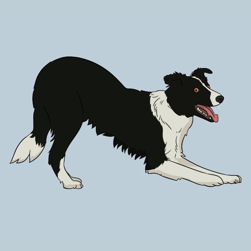 Border Collie