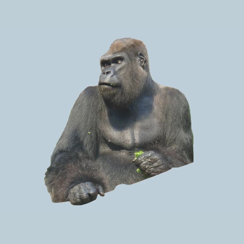 gorilla