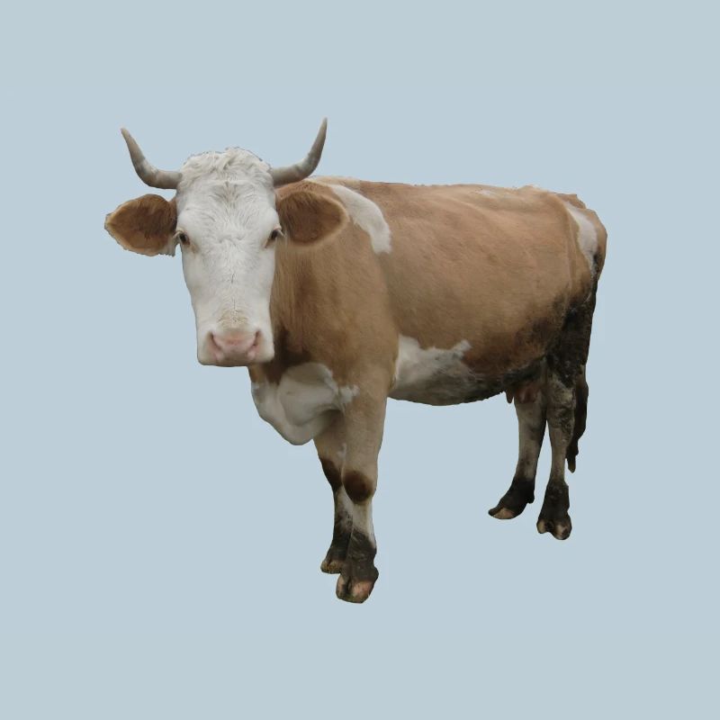 Vache