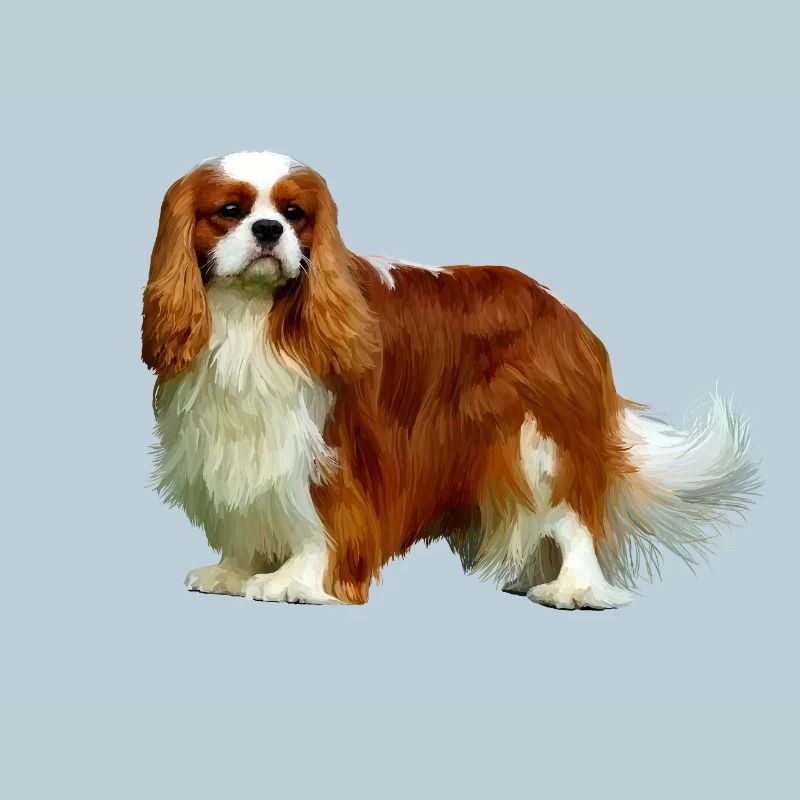 Cavalier King Charles Spaniel