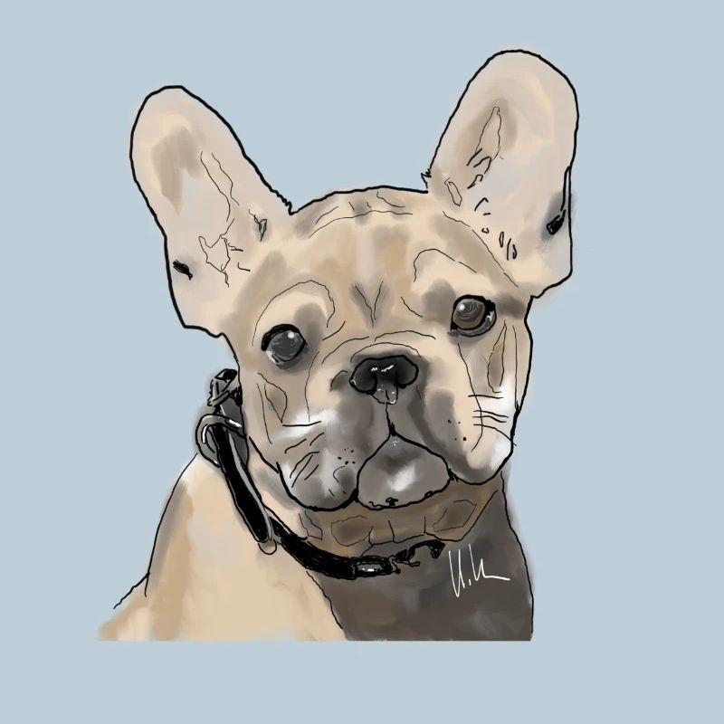 French Bulldog