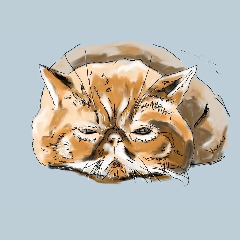 Persian cat cat