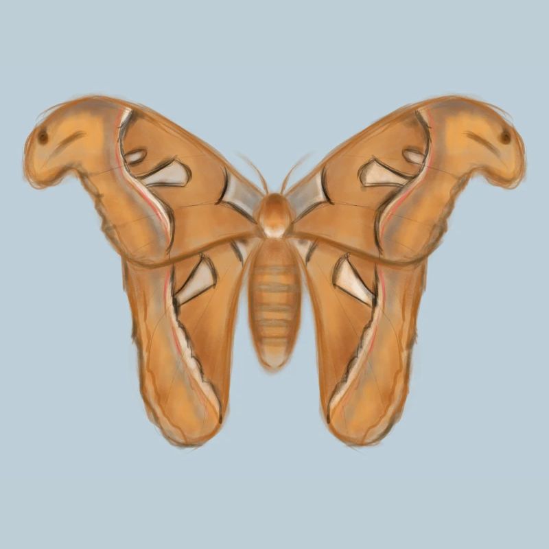 Mite