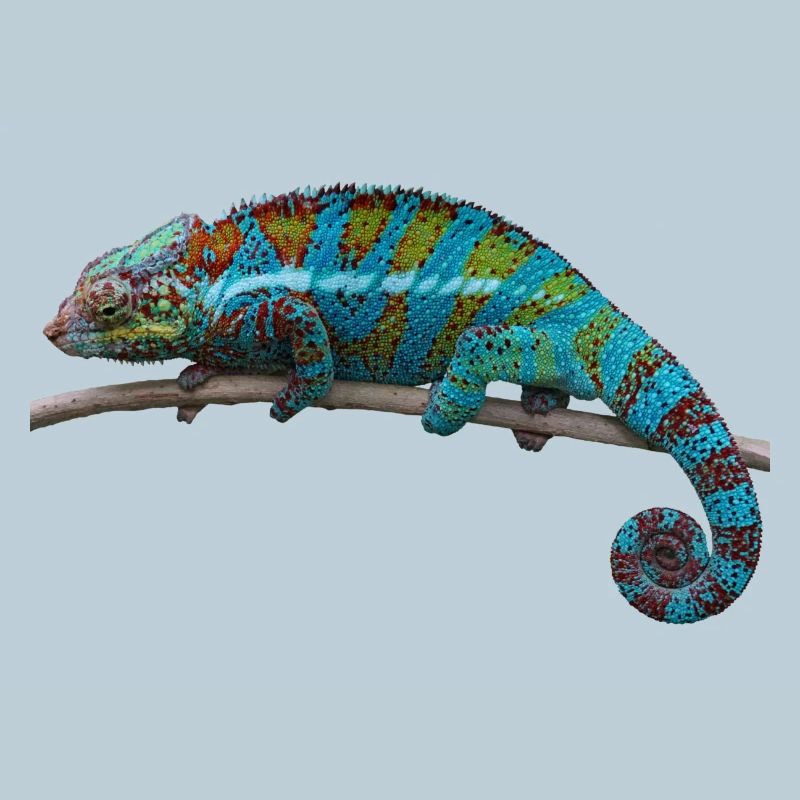 chameleon