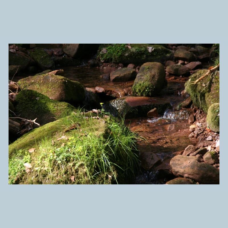 Black Forest Forest Stream