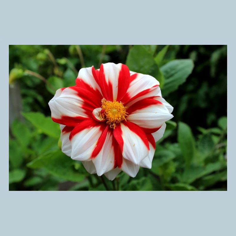 Dahlia blanc rouge fleur, fleur