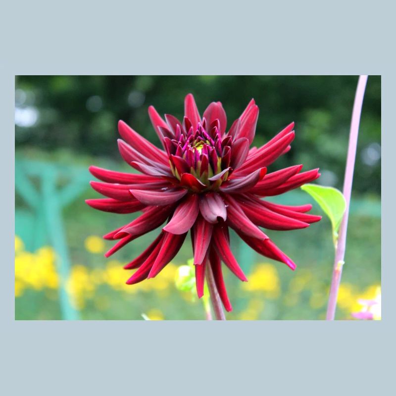 Fleur, Rouge, Fleur Rouge