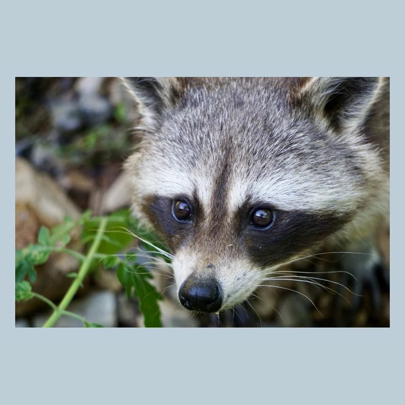 Waschbäre