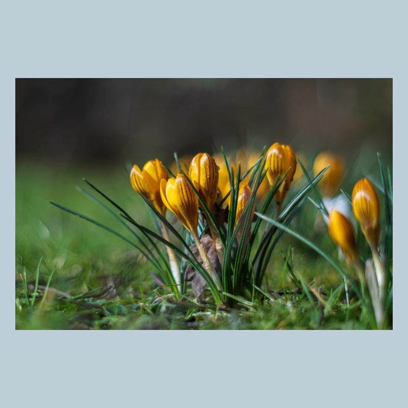 Gros plan de fleurs