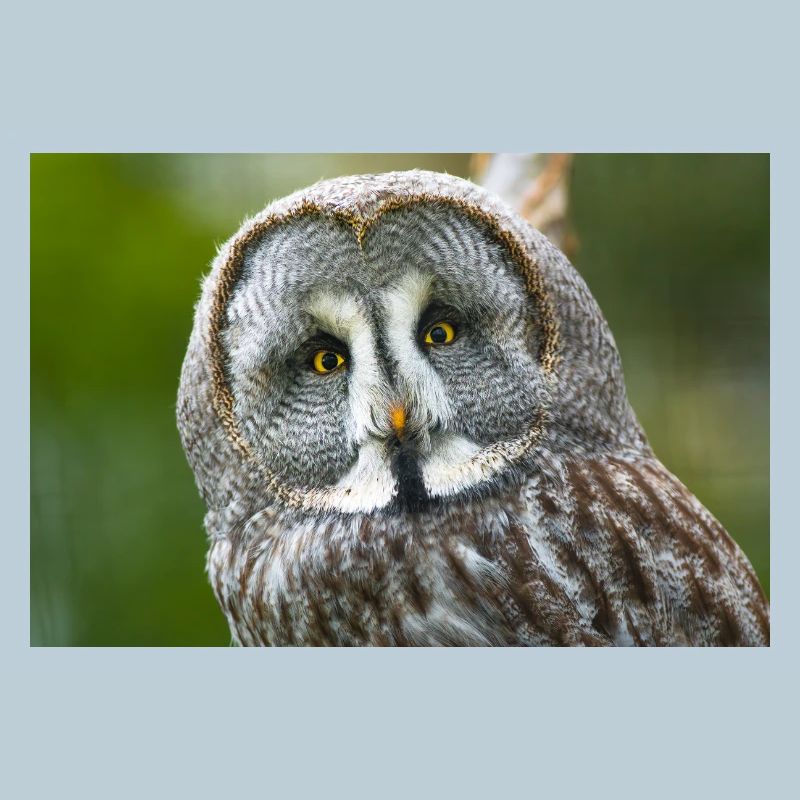 Mystical Night Owl