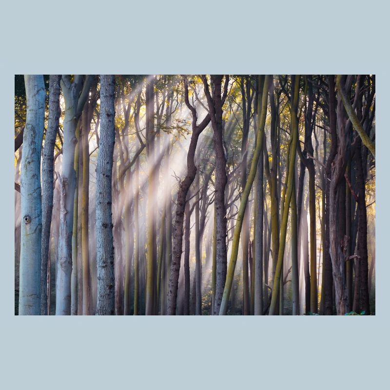 Rayons de lumière dans la forêt