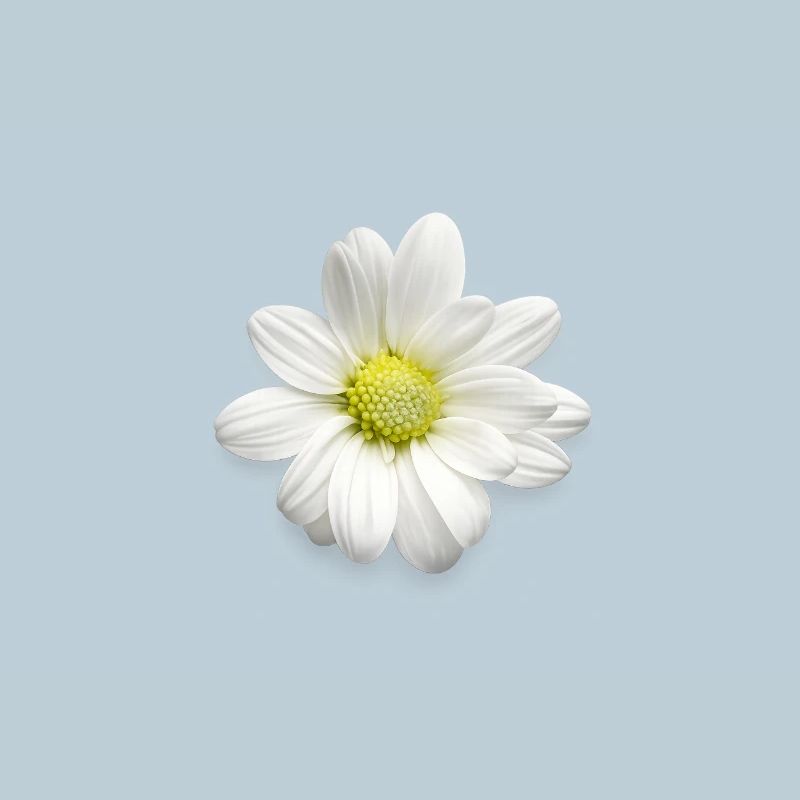 Imprimé de marguerites blanches - Fleurs douces - Marguerites