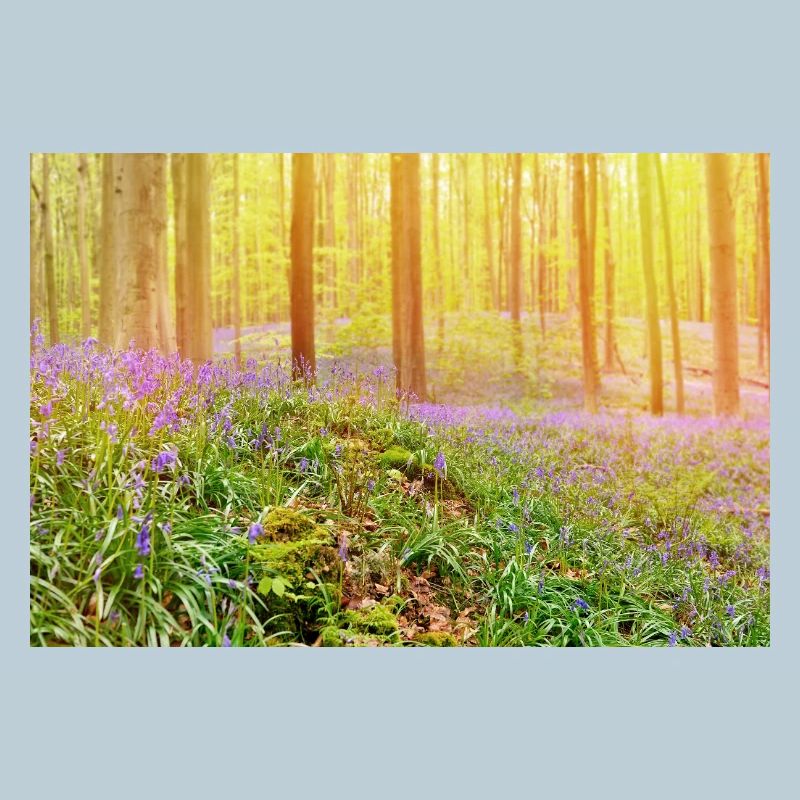 Sunlit Bluebell Forest Glow