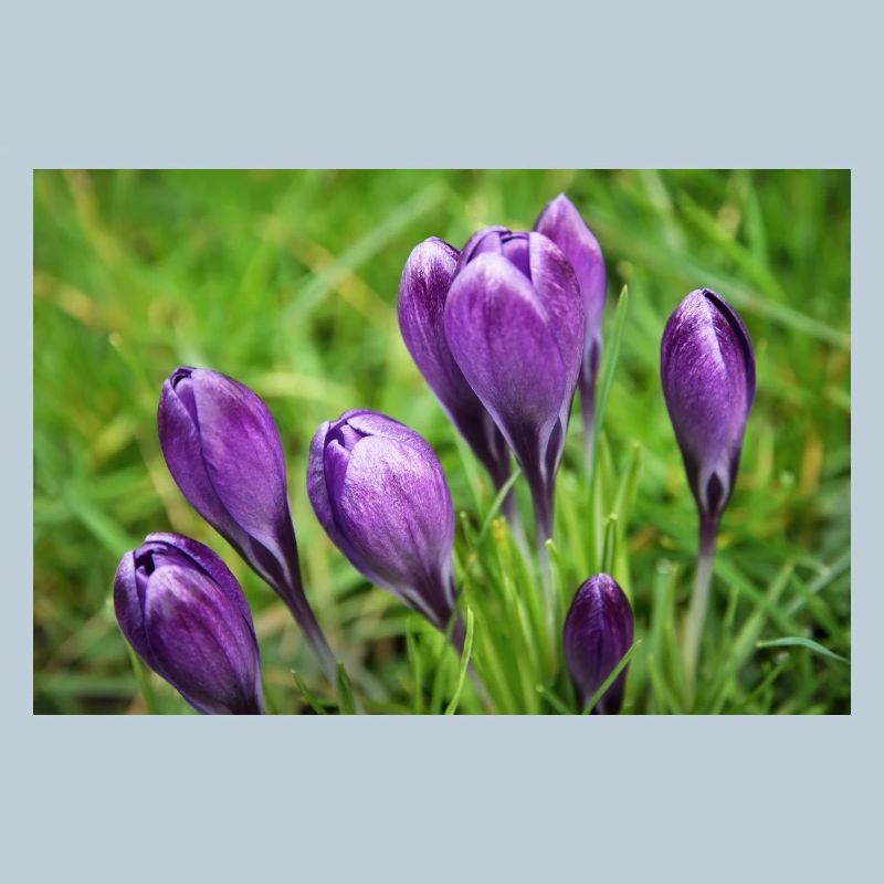 Grappe de crocus violet dans le jardin de printemps