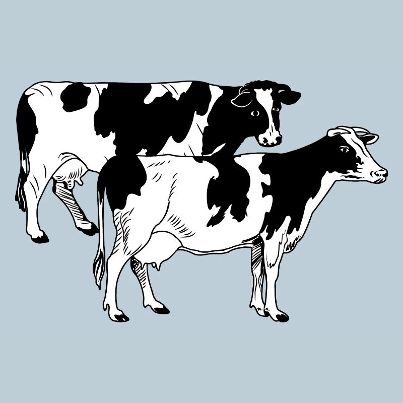 Two cows black and white