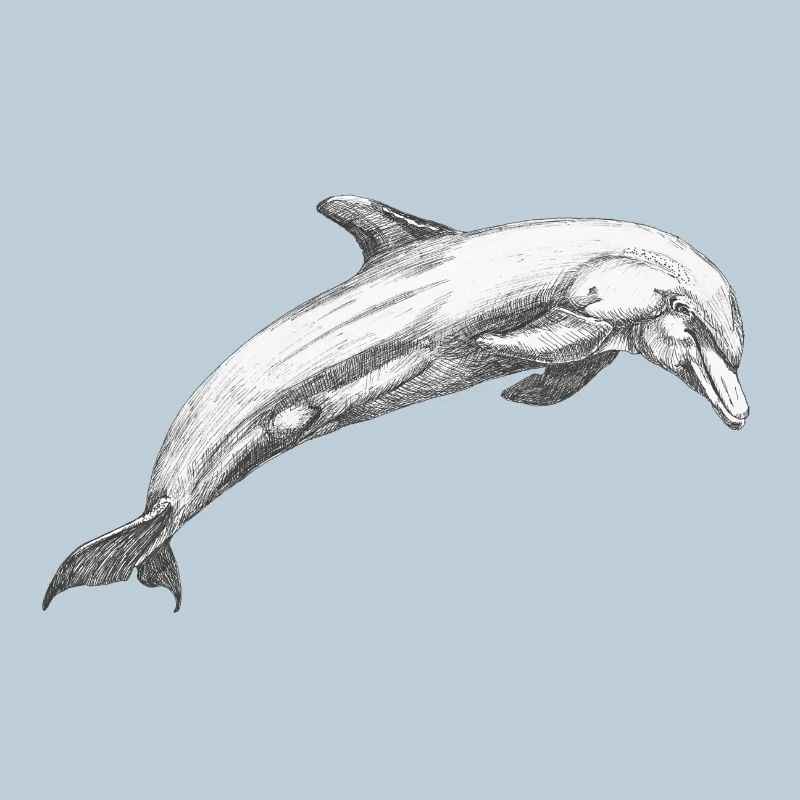 Delfin Dolphin