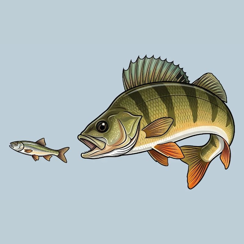 Perch hunts fish