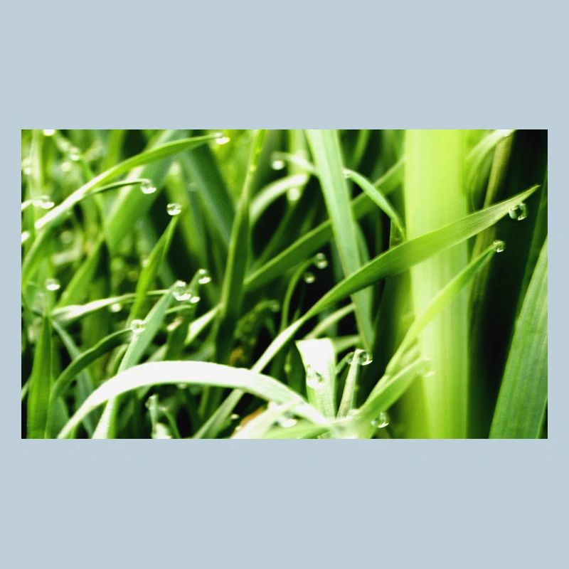 Morning grass