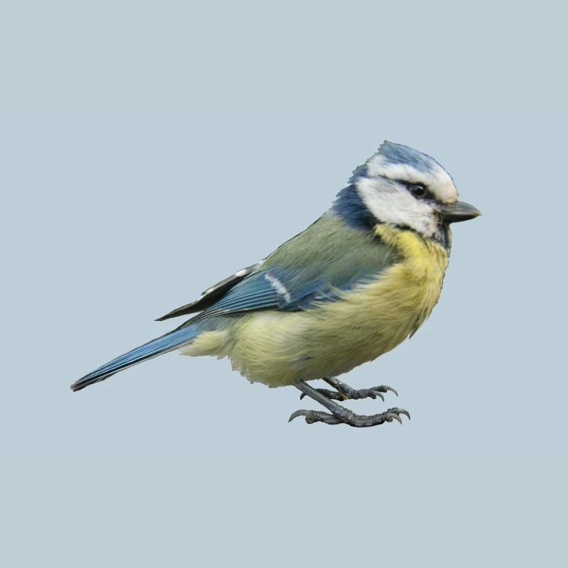Blue tit 2