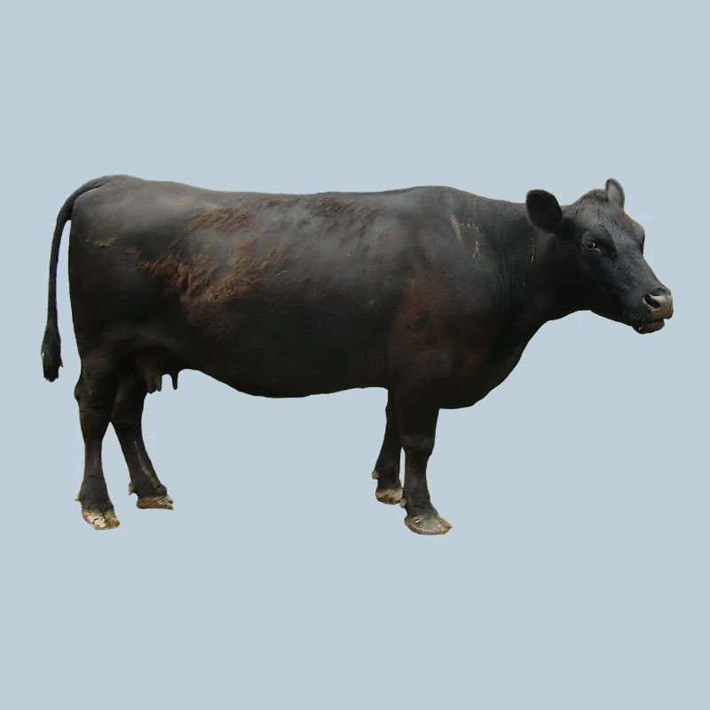 Rind schwarz