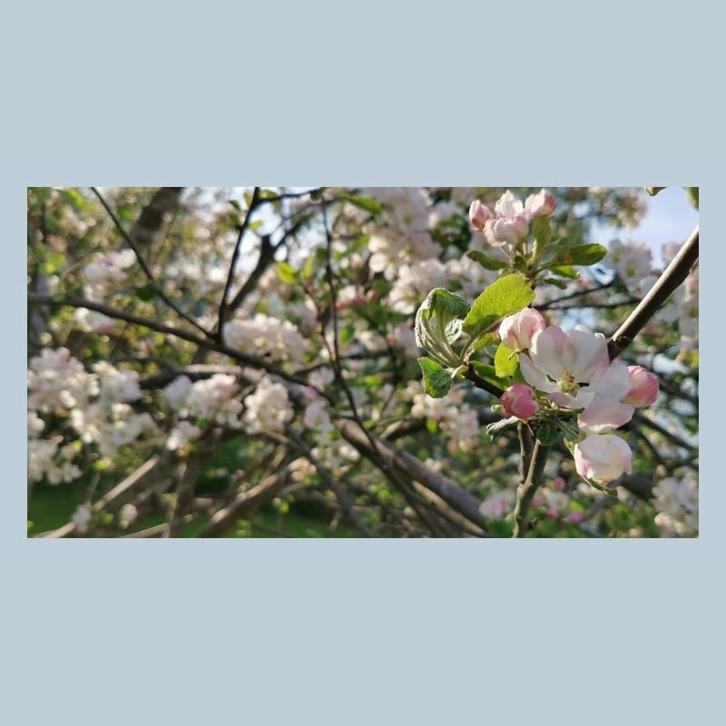 Kirschblütenzweige Frühling