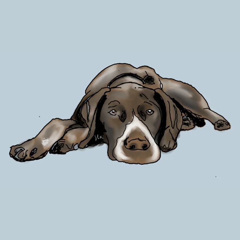 Pointer German Shorthair