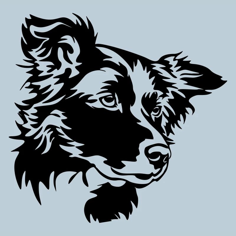 Border Collie Kopf