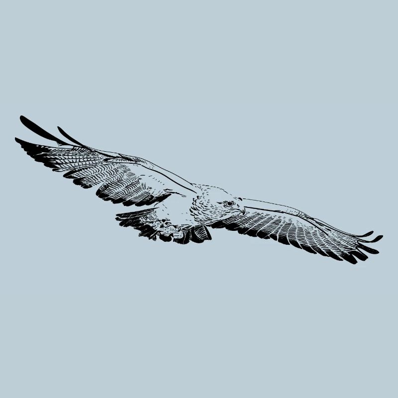 Aigle