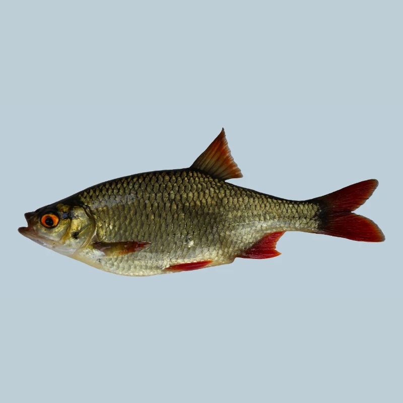 Common rudd