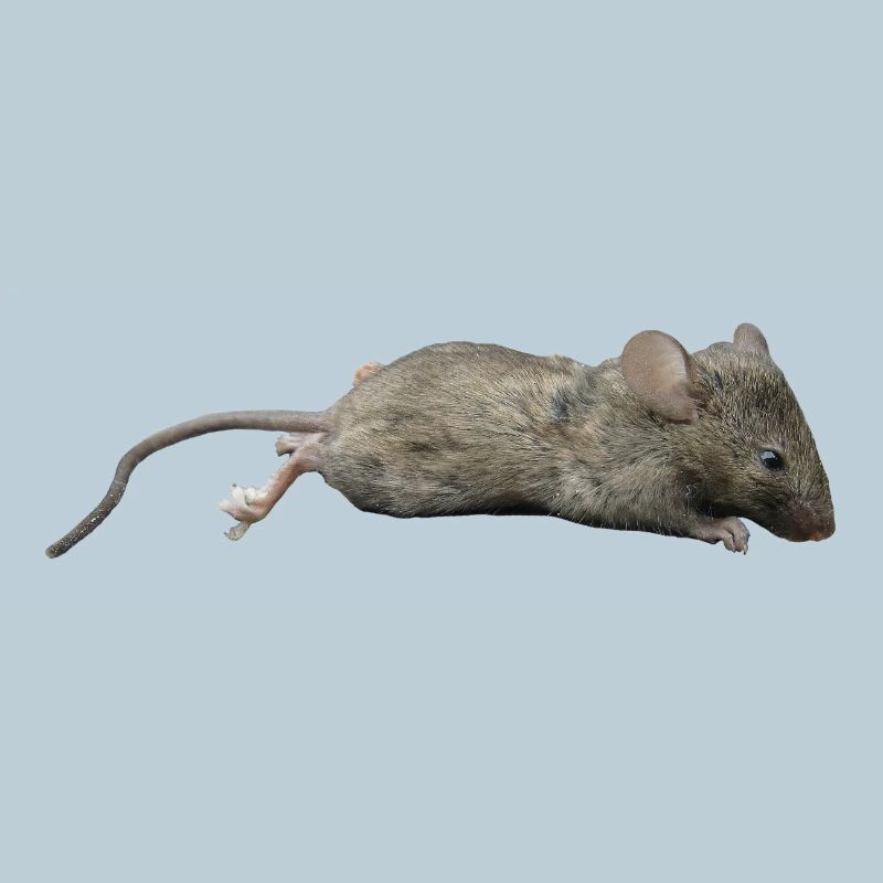 Mouse