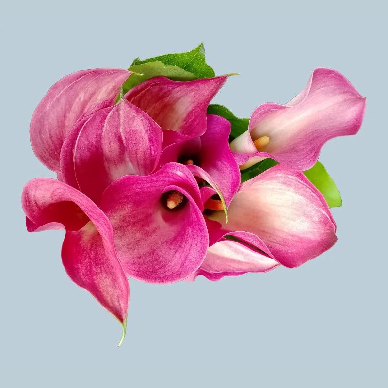 Calla lily