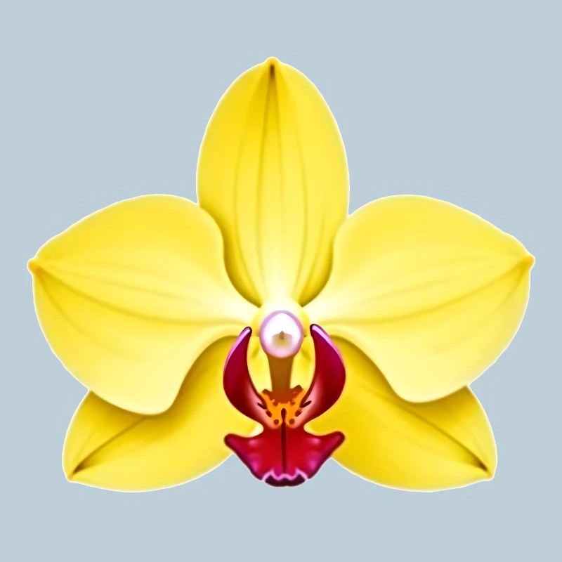 Orchidee