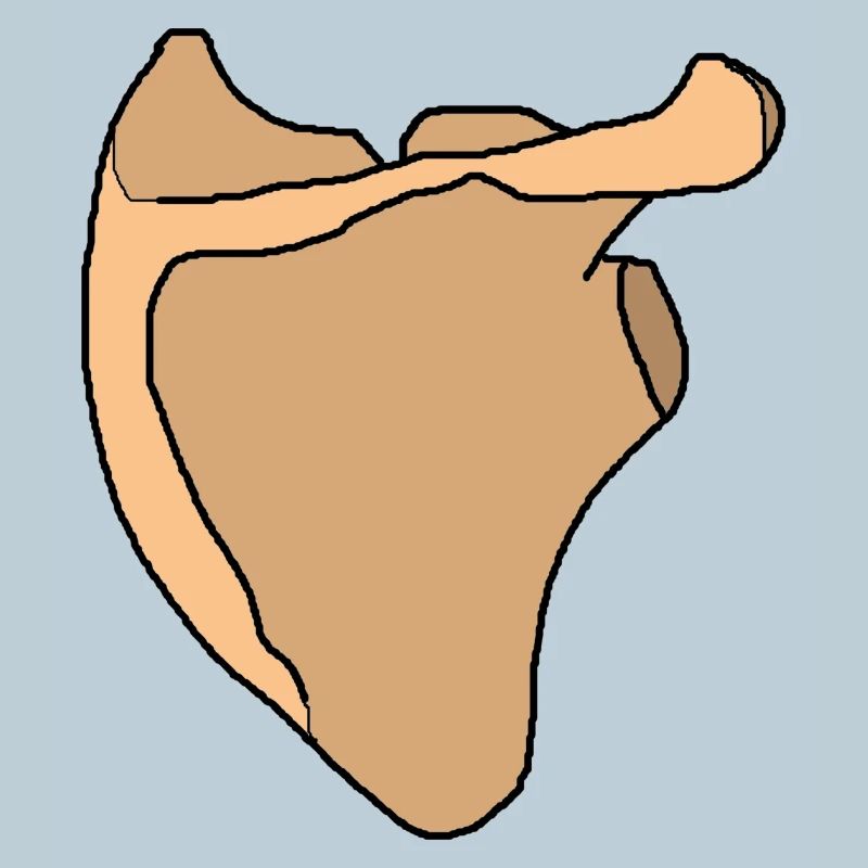 Shoulder blade scapula anatomy skeleton bone