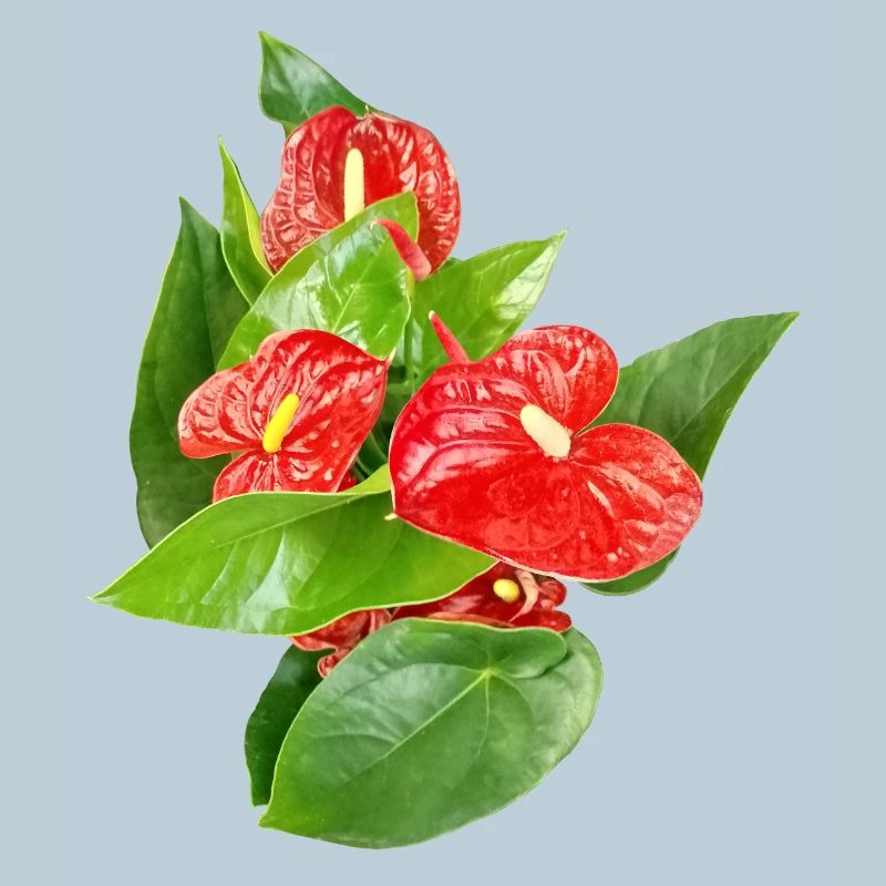 Rote Anthurien Floraledition