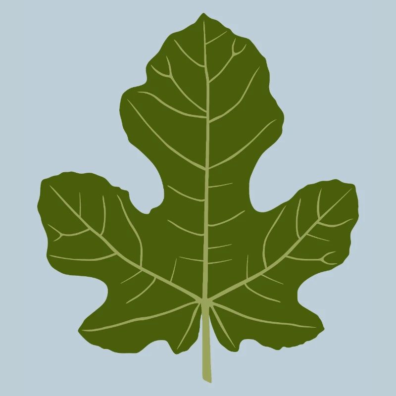 Fig Green Leaf Nature Design