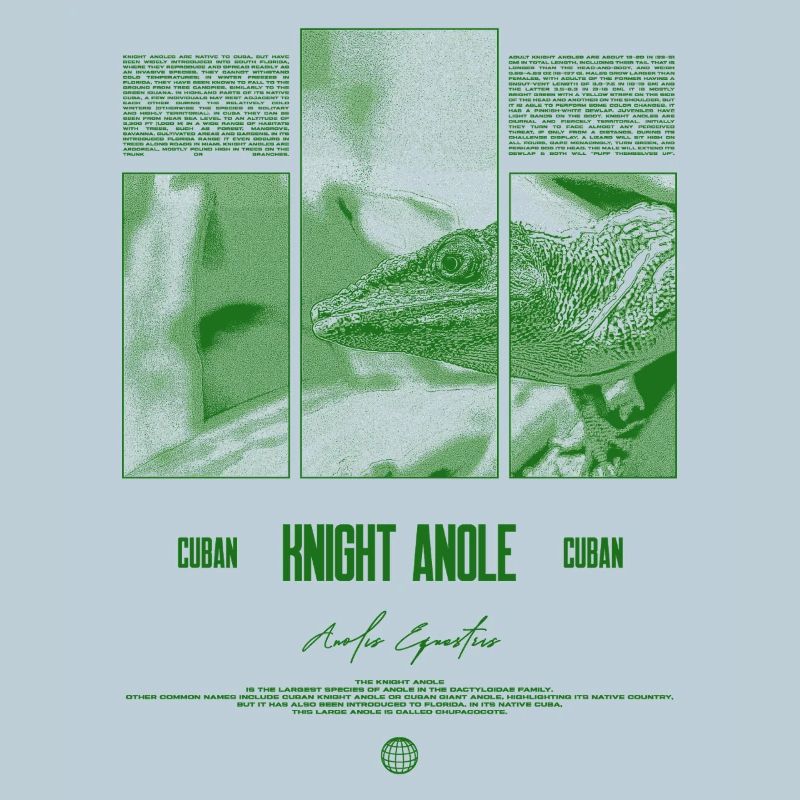 Cuban Knight Anole Lizard Owner Reptile Keeper