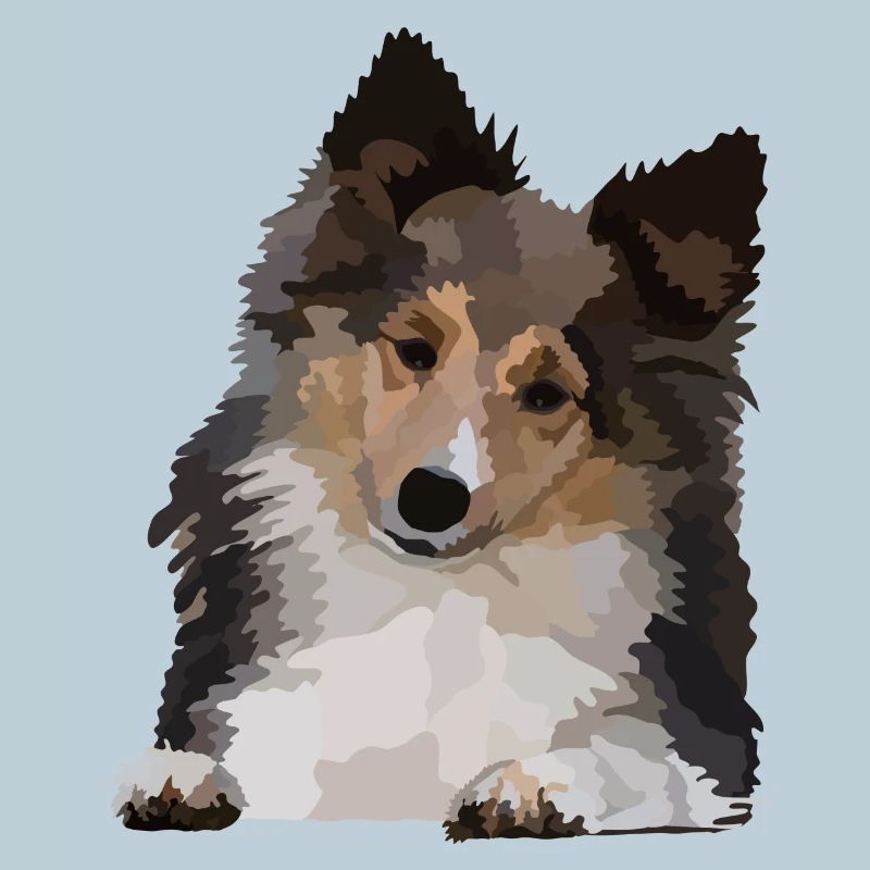 Dani, le Sheltie
