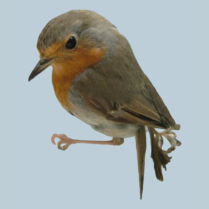 Rotkehlchen