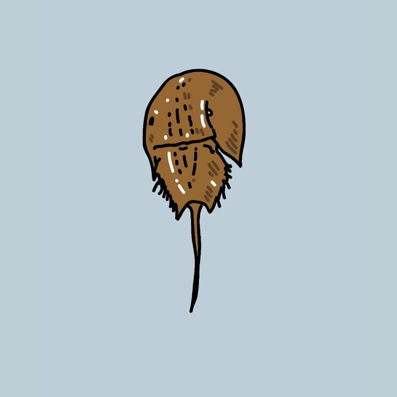 Ancient Horseshoe Crab