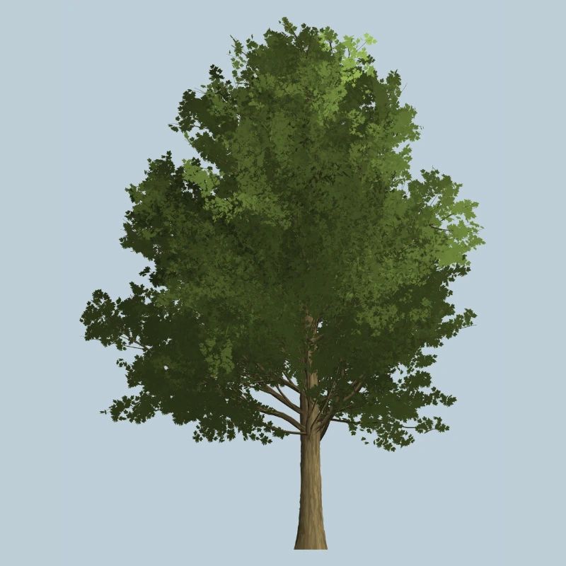 Arbre forêt érable, coloré, vert