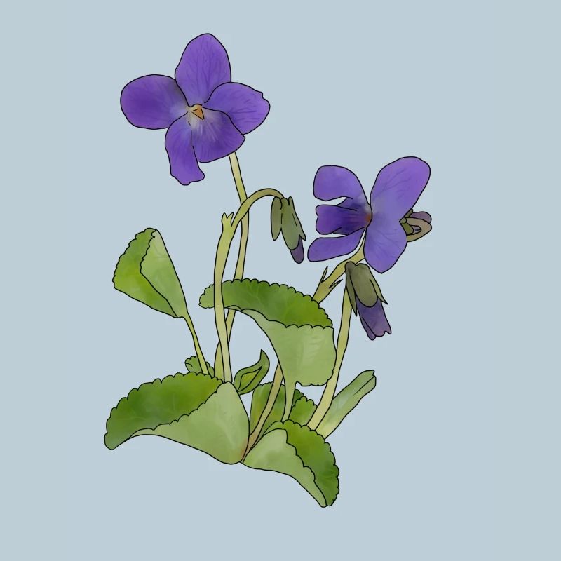 violet