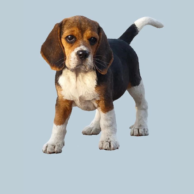 Beagle