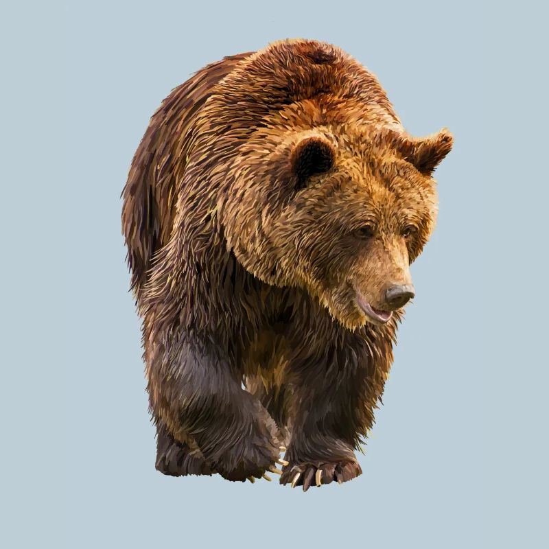 bear