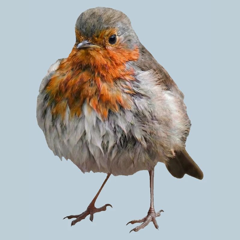 Disheveled Robin