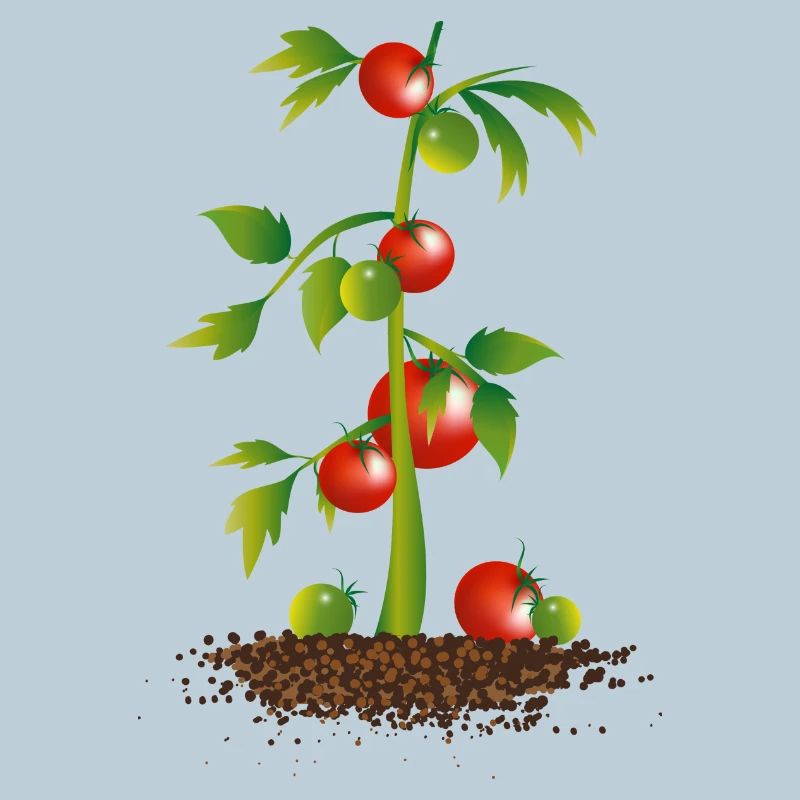 Plant de tomate