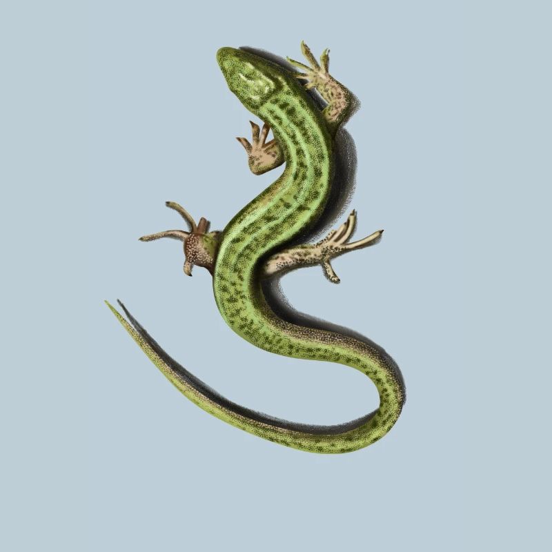 Lizard