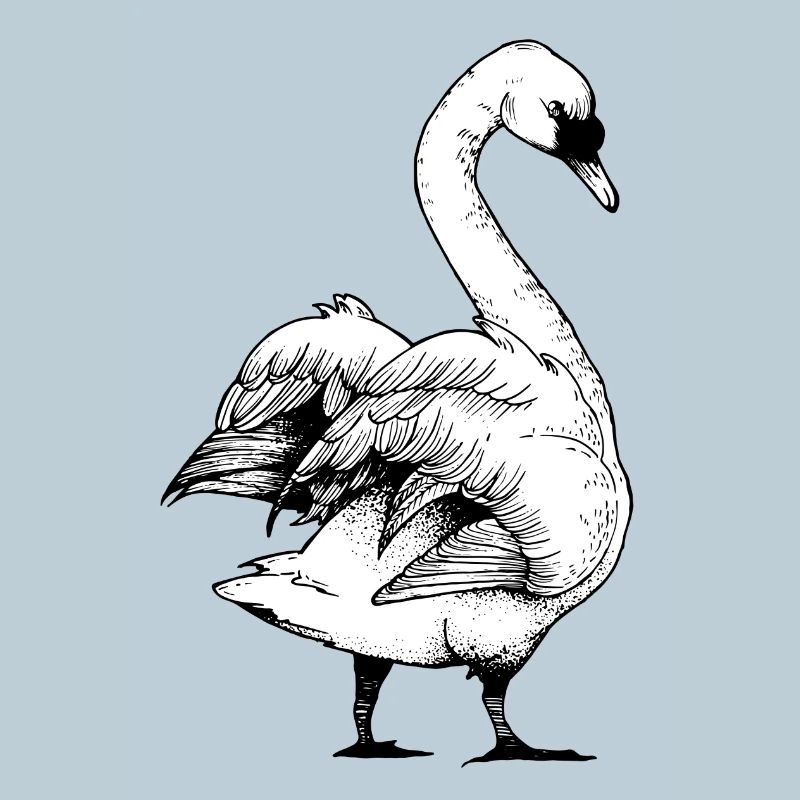 cygne