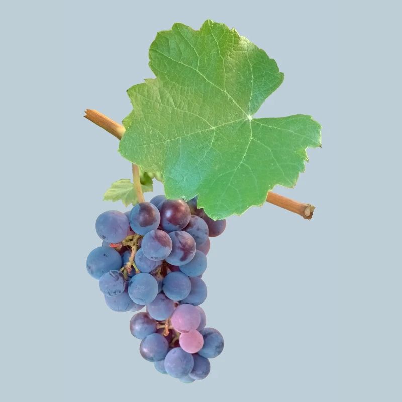Grapes – fruity elegance